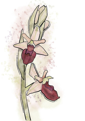 Orchis abeille Image 1